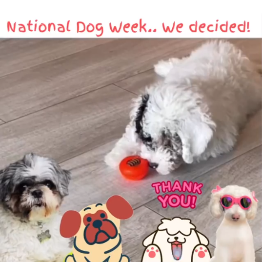 Love Your Pets!
